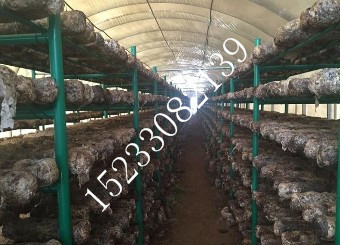 食用菌網(wǎng)架對(duì)蘑菇類(lèi)生長(zhǎng)有什么幫助
